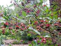 Ochna serrulata, Ochna multiflora, Ochna atropurpurea, Mickey Mouse Plant, Bird's Eye Bush, Small-leaved plane, Carnival bush

Click to see full-size image