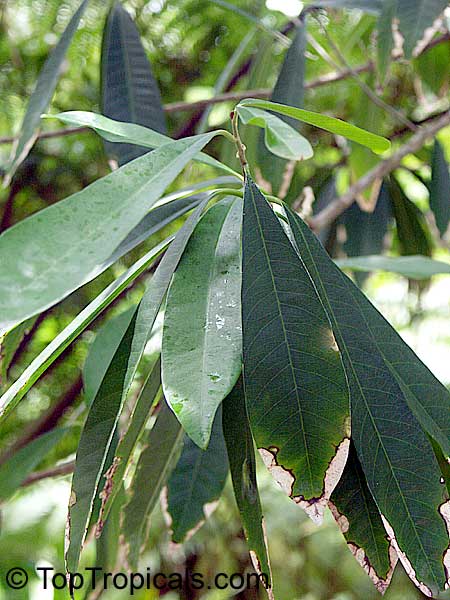 Chrysophyllum gonocarpum, Guatambu-De-Leite