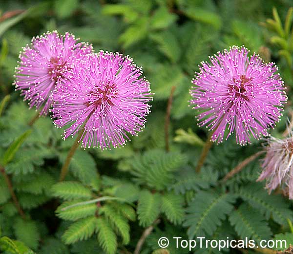 Mimosa pudica, Mimosa strigillosa, Sensitive Plant