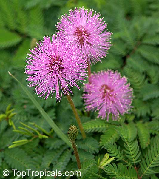 Mimosa pudica (strigillosa) - Sensitive   Plant