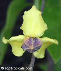 Mitrephora wangii, Mitrephora

Click to see full-size image