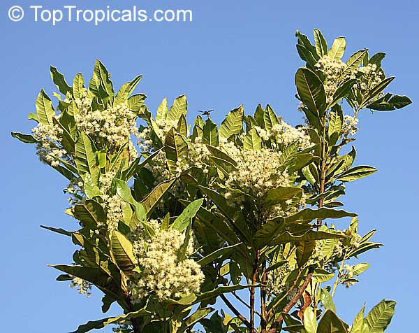 Pimenta dioica, Pimenta officinalis, Allspice, Jamaica Pepper, Pimento Tree, Alspice