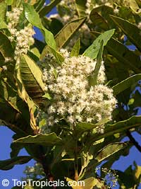 Pimenta dioica, Pimenta officinalis, Allspice, Jamaica Pepper, Pimento Tree, Alspice