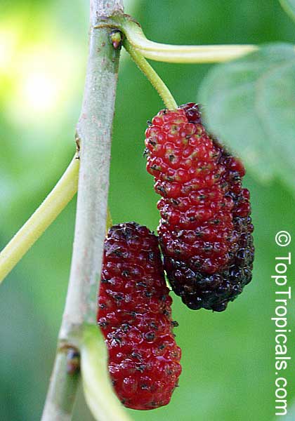 Mulberry tree Tise (Morus sp.)