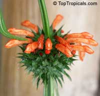 Leonotis nepetifolia , Urus mane, Naivasha Apricot

Click to see full-size image