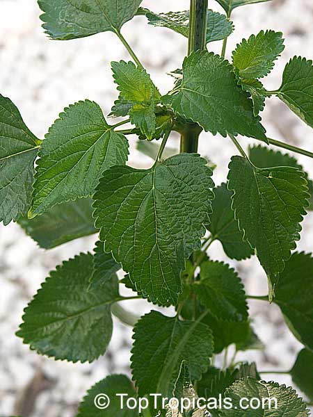 Leonotis nepetifolia , Urus mane, Naivasha Apricot