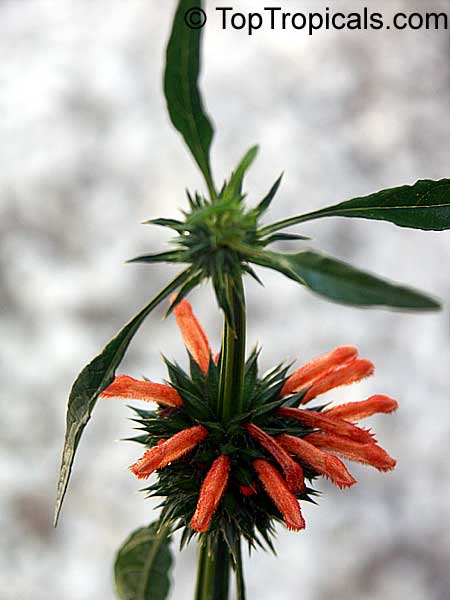 Leonotis nepetifolia , Urus mane, Naivasha Apricot
