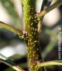 Plumeria tuberculata, Plumeria

Click to see full-size image