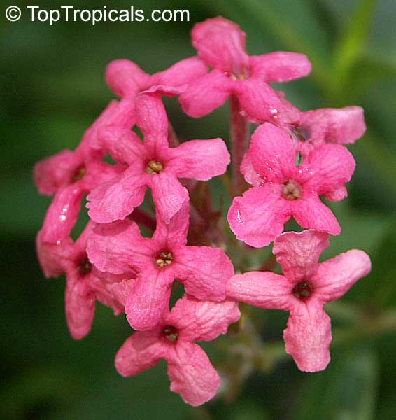 Rondeletia leucophylla, Arachnothryx leucophylla, Panama Rose, Bush Pentas