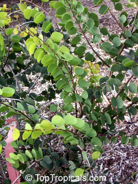Bauhinia hookeri, Lysiphyllum hookerii, Mountain Ebony, Pegunny, White bauhinia