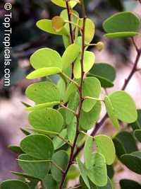 Bauhinia hookerii, Lysiphyllum hookerii, Mountain Ebony, Pegunny, White bauhinia

Click to see full-size image