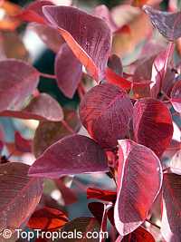 Euphorbia cotinifolia, Red spurge, Mexican shrubby Spurge, Caribbean Copper Plant