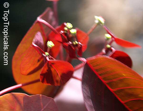 Euphorbia cotinifolia, Red spurge, Mexican shrubby Spurge, Caribbean Copper Plant
