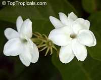 Jasminum sambac Maid of Orleans, Nyctanthes sambac, Maid of Orleans, Arabian Jasmine, Hawaiian Pikake, Sampaguitas, Sumpa Kita