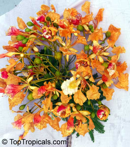 Delonix regia var. Golden, Flame tree, Flamboyant, Royal poinciana, Gul Mohr, Peacock Flower