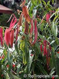 Mesua ferrea, Ironwood, Cobra's Saffron, Ceylon Ironwood, Indian Rose Chestnut, Penaga Lili

Click to see full-size image