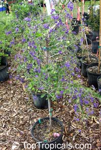 Duranta Erecta Duranta Repens Duranta Honey Drops Golden Dewdrop Pigeon Berry Toptropicals Com