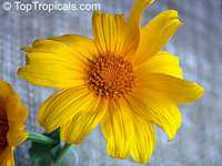 Tithonia diversifolia, Sunflower Tree, Tree Marigold, Wild Sunflower 