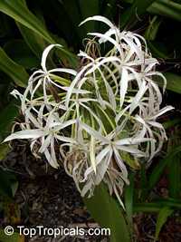 Crinum pedunculatum, Swamp lily, River lily, Spider lily

Click to see full-size image