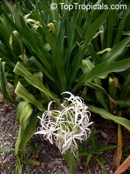 Crinum pedunculatum, Swamp lily, River lily, Spider lily