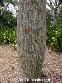 Ceiba speciosa, Chorisia speciosa, Silk Floss Tree, Bombax

Click to see full-size image