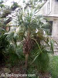 Coccothrinax argentata, Coccothrinax garberi, Coccothrinax jucunda, Florida Silver Thatch Palm

Click to see full-size image