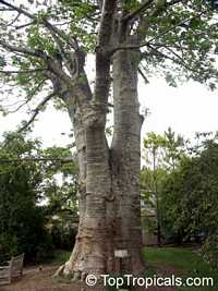Adansonia digitata, Baobab, Cream of Tartar tree, Monkey-bread tree, Lemonade tree, Upside-down Tree

Click to see full-size image