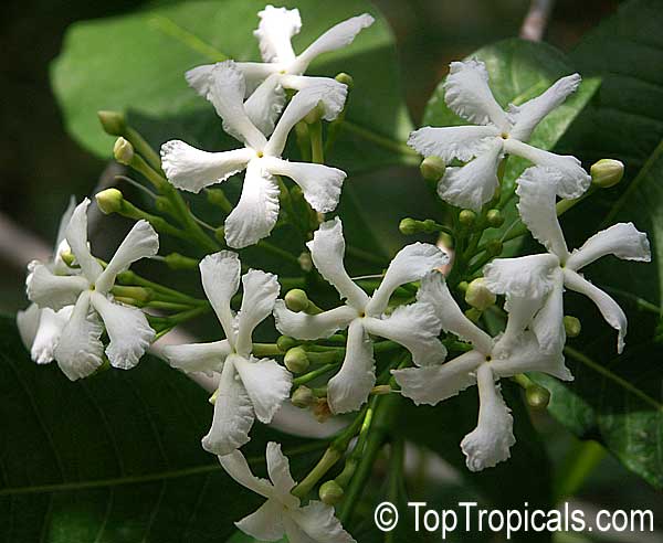 Tabernaemontana orientalis, Ervatamia orientalis, Ervatamia pubescens, Ervatamia floribunda, Banana Bush, Native Gardenia