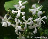 Tabernaemontana orientalis, Ervatamia orientalis, Ervatamia pubescens, Ervatamia floribunda, Banana Bush, Native Gardenia

Click to see full-size image