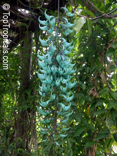 Strongylodon macrobotrys, Turquoise Jade Vine, Blue Jade Vine