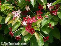 Combretum indicum, Quisqualis indica, Rangoon Creeper, Burma Creeper, Chinese Honeysuckle

Click to see full-size image