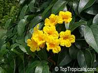Adenocalymna comosum, Bignonia comosa, Yellow Trumpet Vine

Click to see full-size image