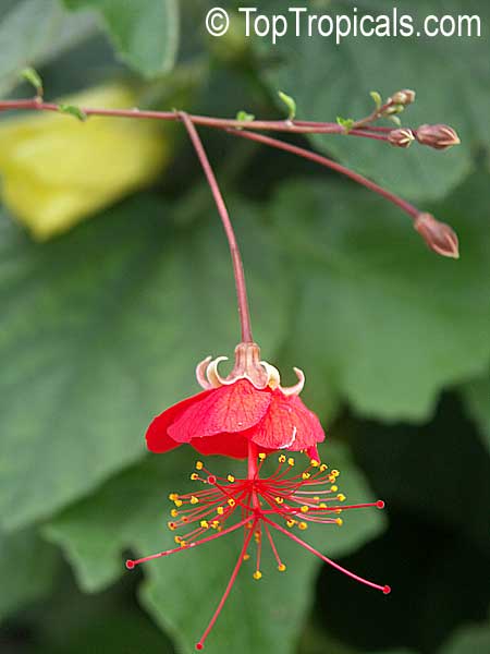 Hibiscus grandidieri, Red Chinese Lantern