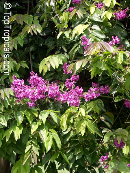 Securidaca diversifolia, Elsota diversifolia, Easter Flower
