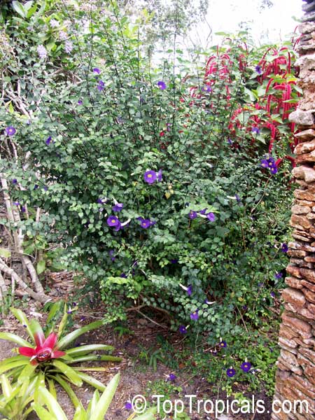 Thunbergia erecta, King's Mantle, Bush Clock Vine