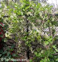 Petrea volubilis, Petrea kohautiana, Petrea racemosa, Queen's Wreath, Sandpaper Vine

Click to see full-size image