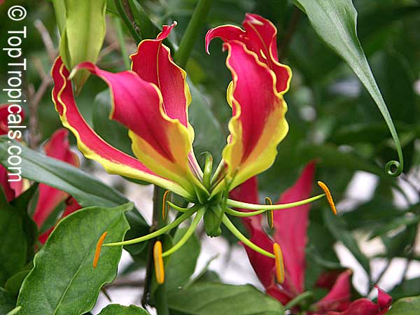 Gloriosa sp., Glory Lily, Climbing Lily, Flame Lily