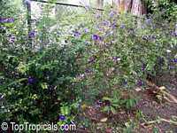 Thunbergia erecta, King&apos;s Mantle, Bush Clock Vine