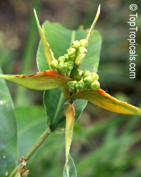 Heliconia aurantiaca, Golden Dwarf Heliconia, Yellow Heliconia