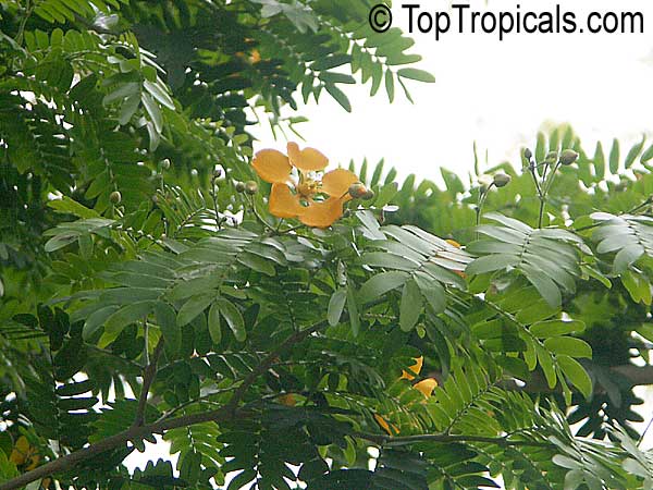 Bulnesia arborea, Vera, Verawood, Vera Wood, Maracaibo Lignum Vitae