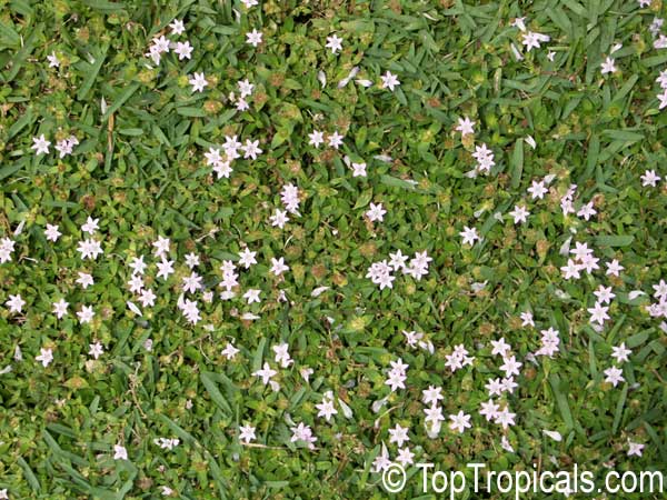 Richardia grandiflora, Richardia brasiliensis, Largeflower Mexican Clover, Largeflower Pusley