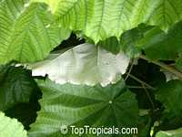 Pterospermum acerifolium, Dinnerplate Tree

Click to see full-size image