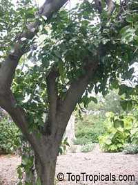Diospyros maritima, Malaysian Persimmon, Sea Persimmon