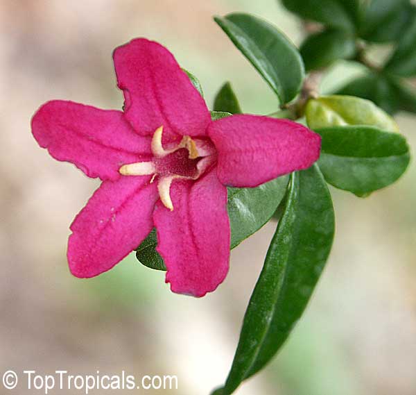 Ravenia spectabilis, Lemonia spectabilis, Limonia, Ravenia Pink