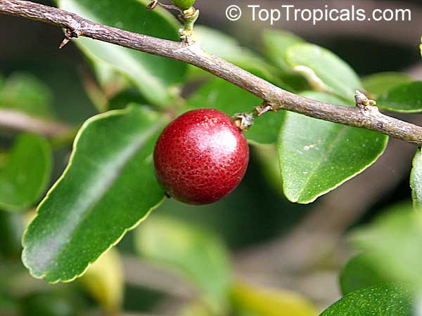 Triphasia trifolia, Lime Berry, Limeberry, Limau Kiah, Lemondichina