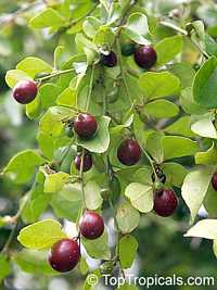 Triphasia trifolia, Lime Berry, Limeberry, Limau Kiah, Lemondichina

Click to see full-size image
