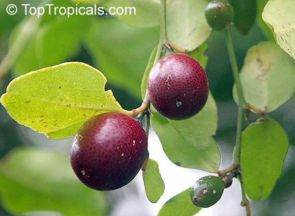 Triphasia trifolia, Lime Berry, Limeberry, Limau Kiah, Lemondichina