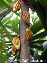 Herrania imbricata, Monkey Cocoa