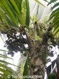 Pelagodoxa henryana, Henry Palm

Click to see full-size image