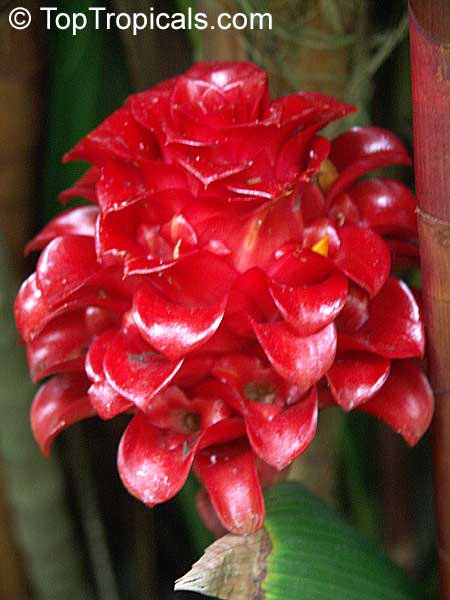 Tapeinochilos ananassae, Indonesian Wax Ginger, Giant Spiral Ginger